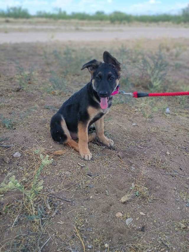 German Shepherd Dog Puppies media 2
