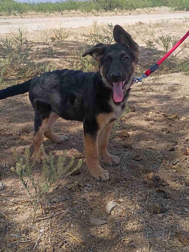 German Shepherd Dog Puppies media 3