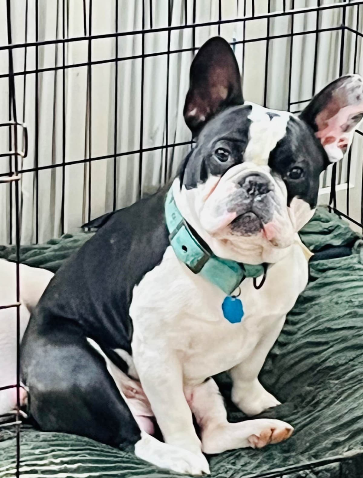 $1500 breeder image 3