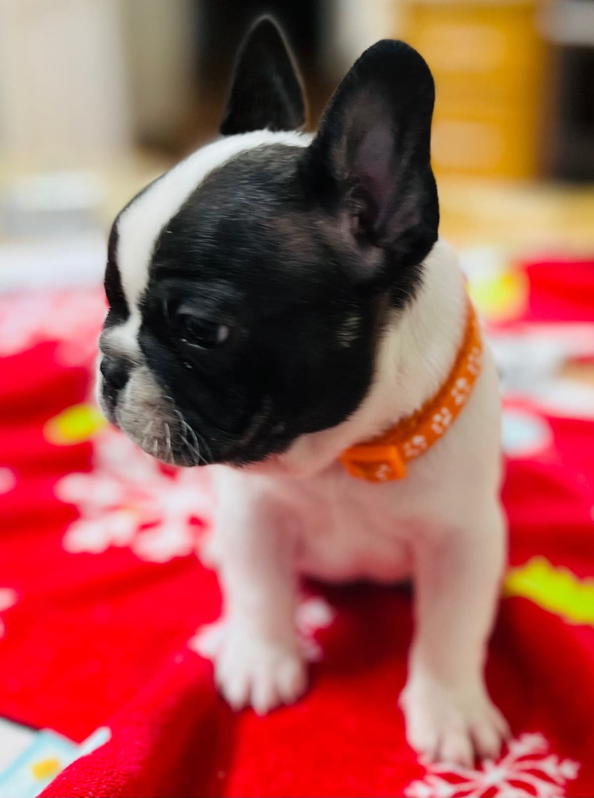 $1500 breeder image 1