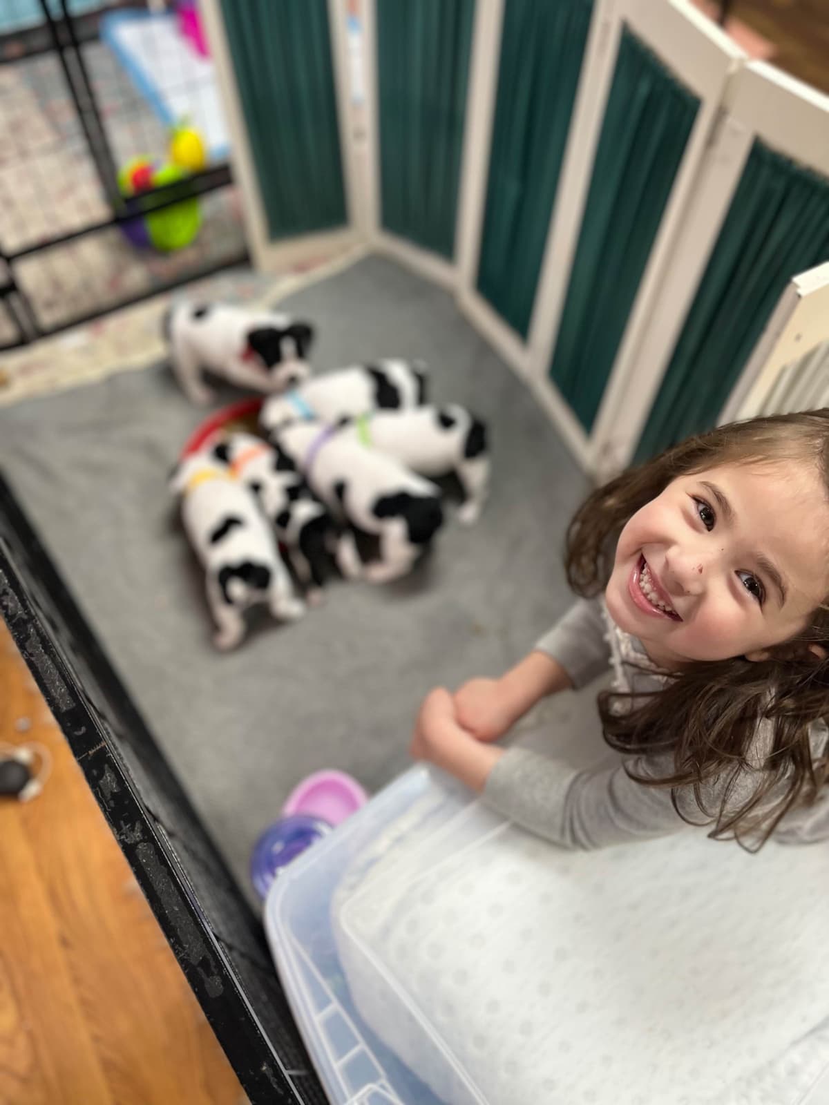 $1500 breeder image 4