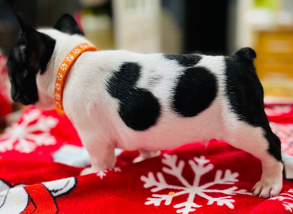 $1500 breeder image 5