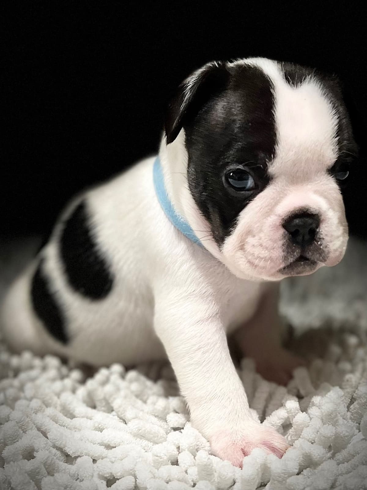 $1500 breeder image 6