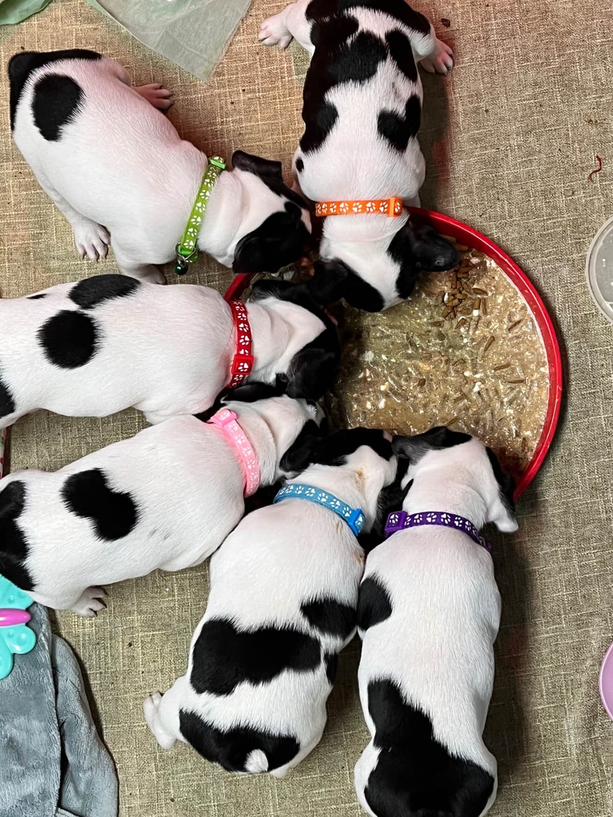 $1500 breeder image 8