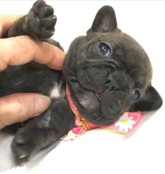 $1500 breeder image 9