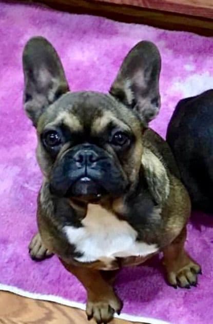 $1500 breeder image 11