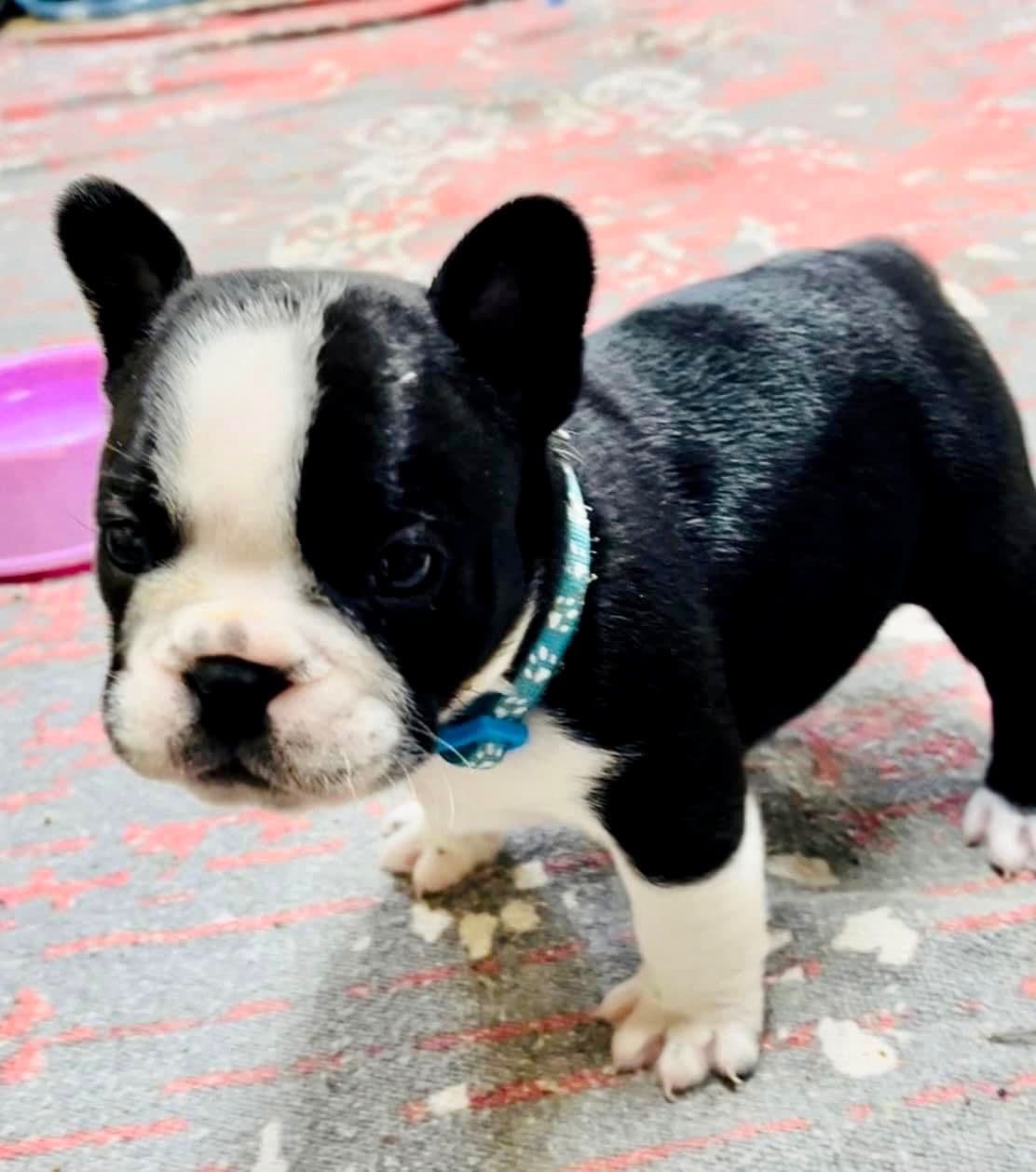 $1500 breeder image 12