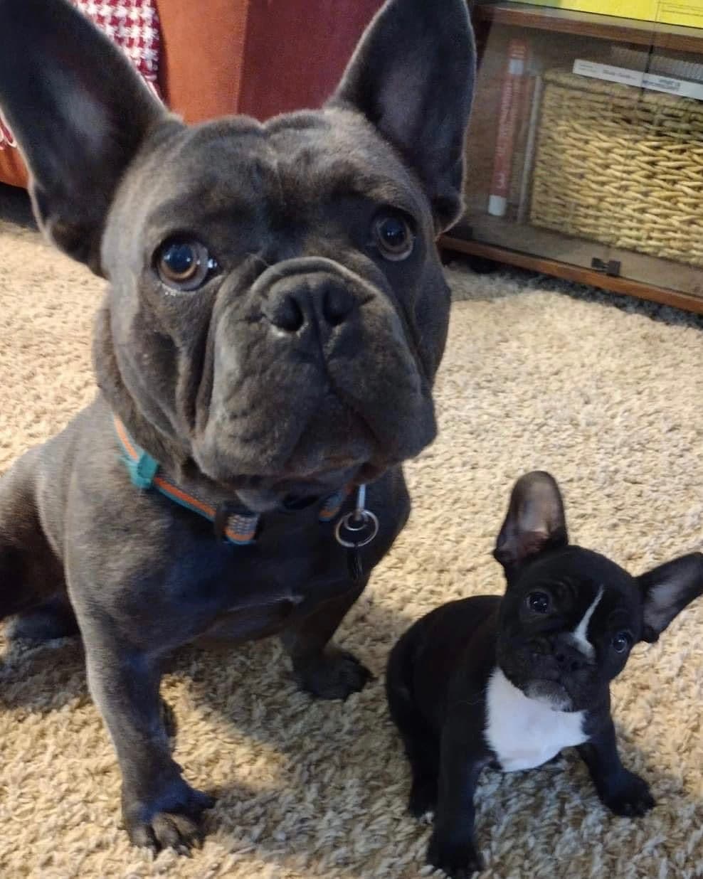 $1500 breeder image 13