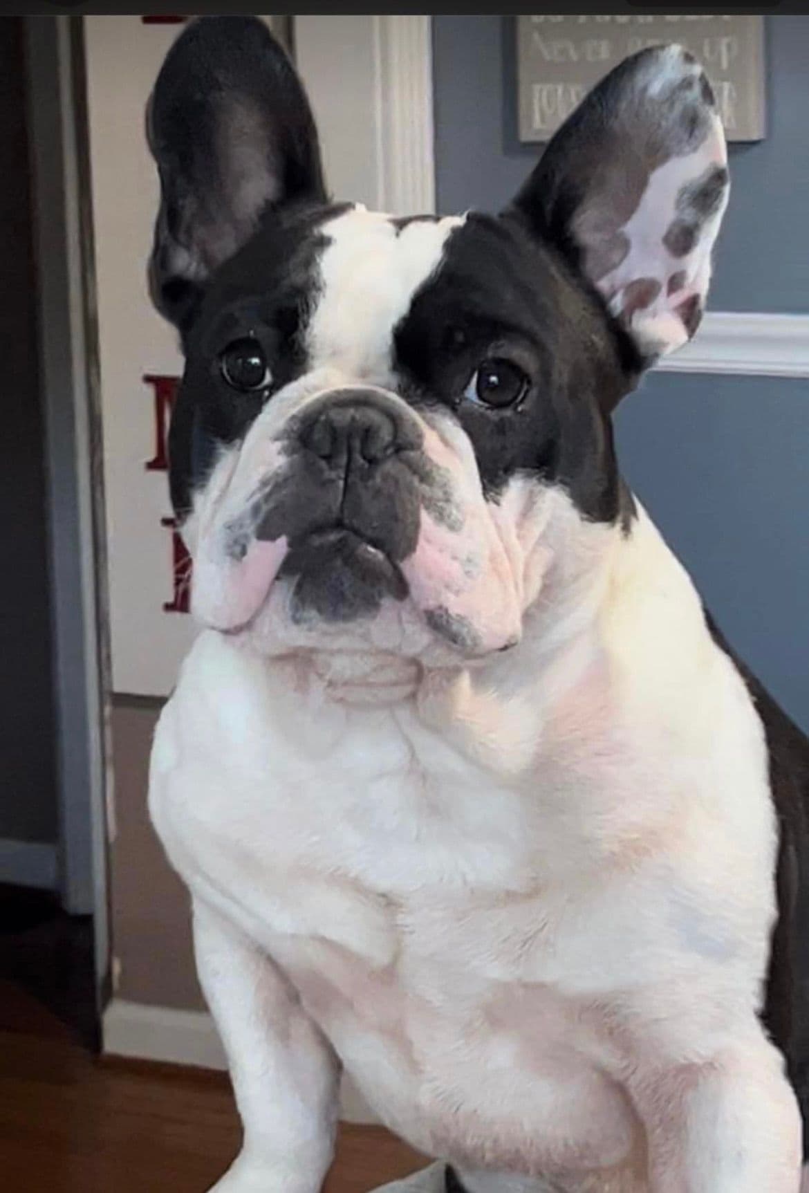 $1500 breeder image 14