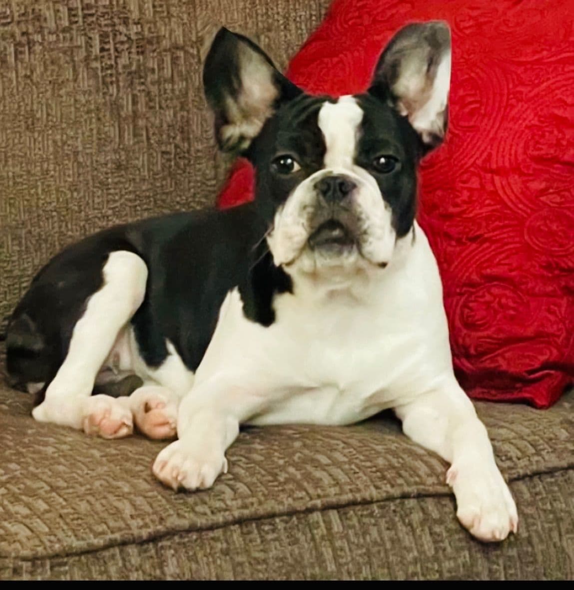 $1500 breeder image 15
