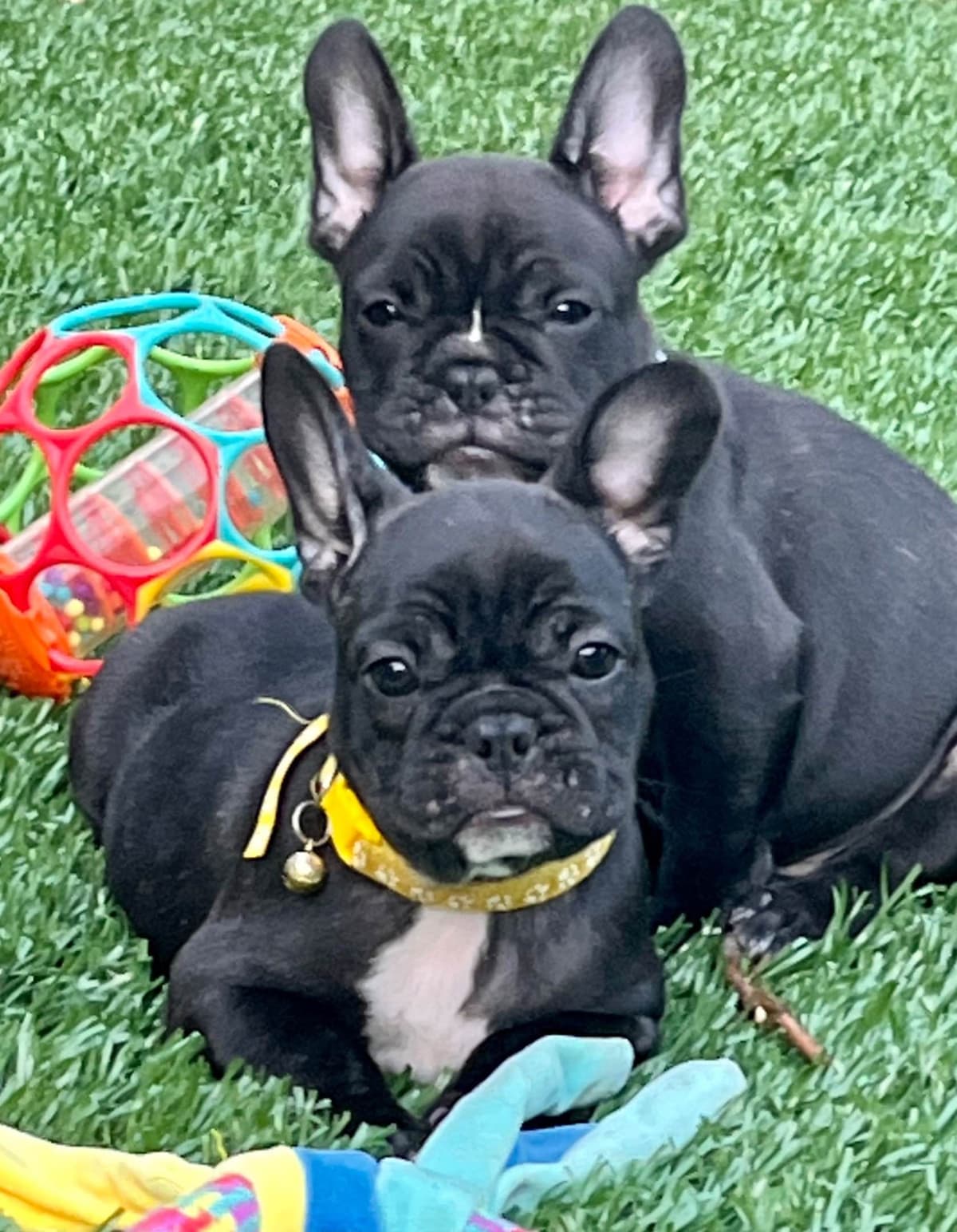 $1500 breeder image 16