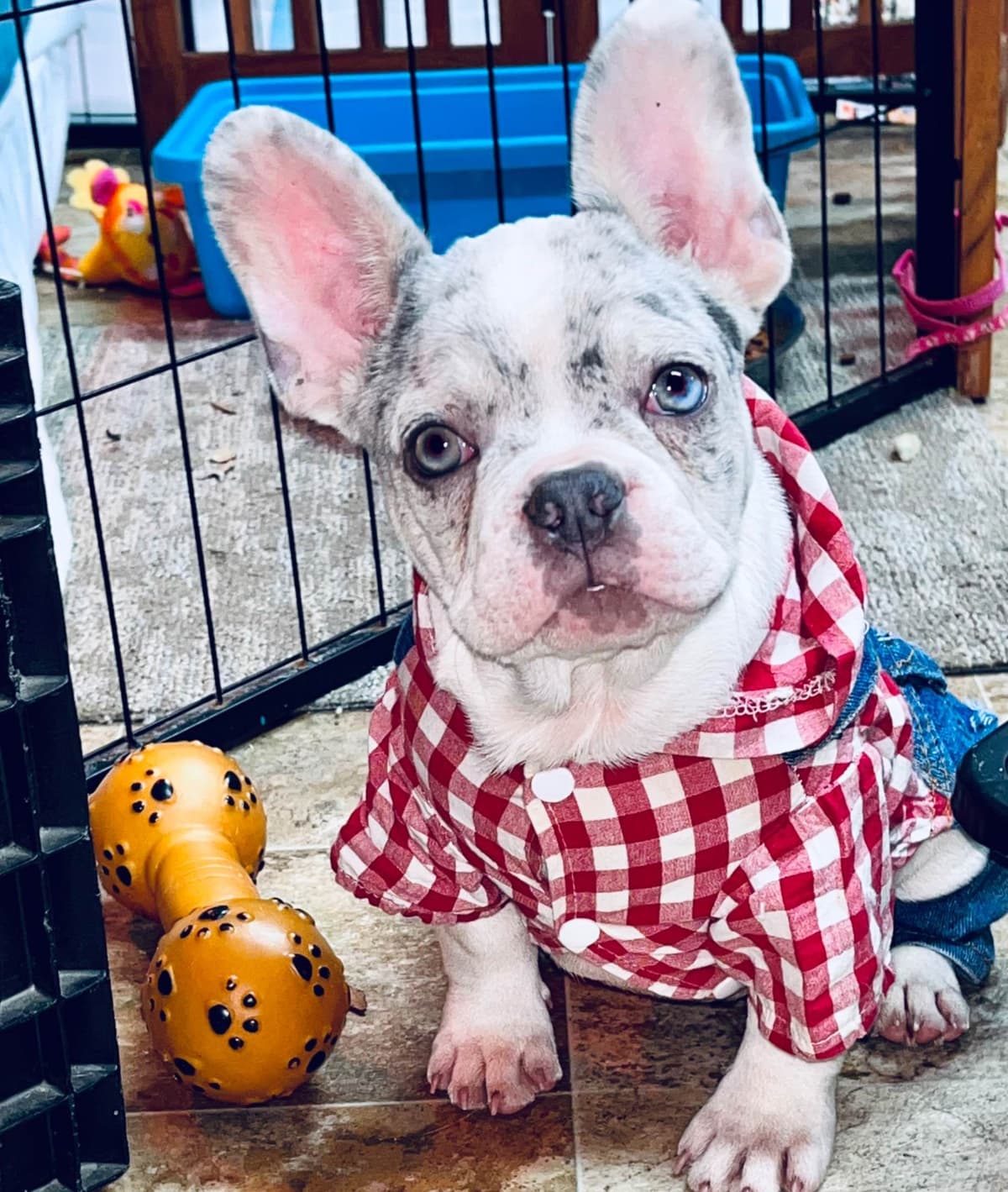 $1500 breeder image 23