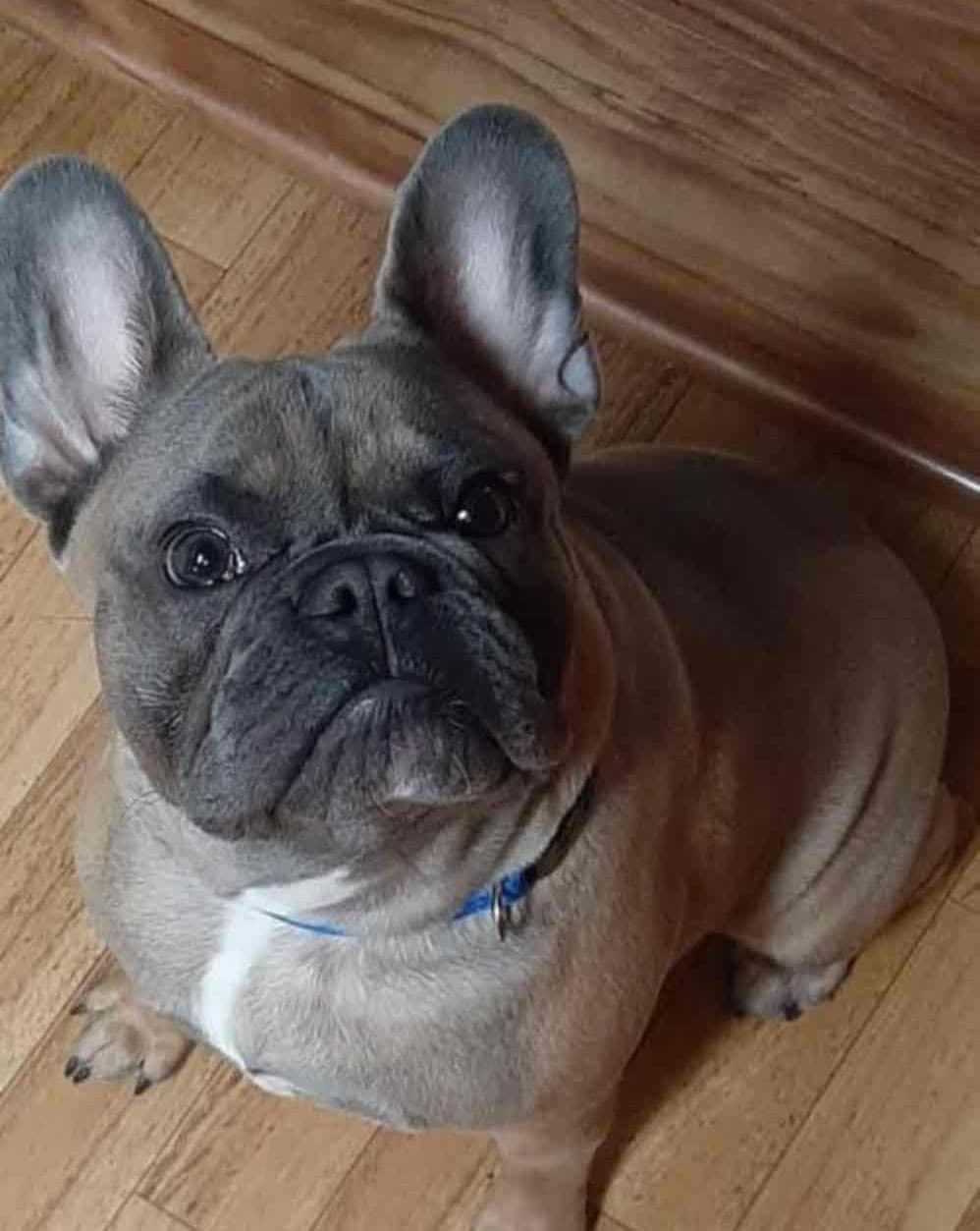 $1500 breeder image 17