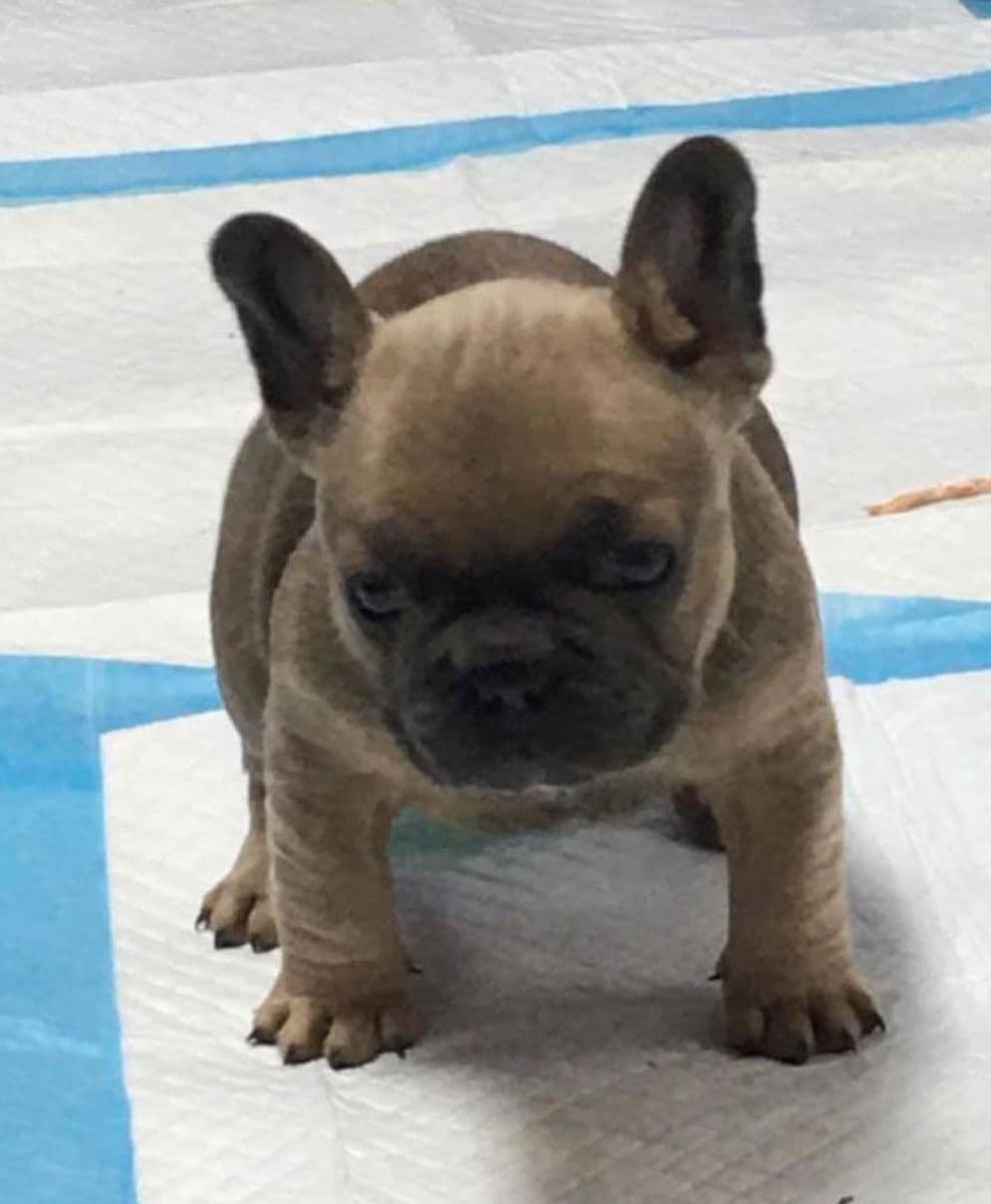 $1500 breeder image 18