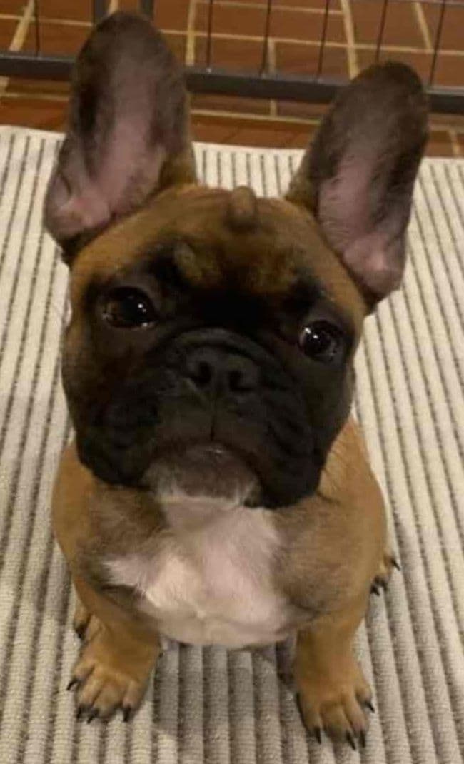 $1500 breeder image 19