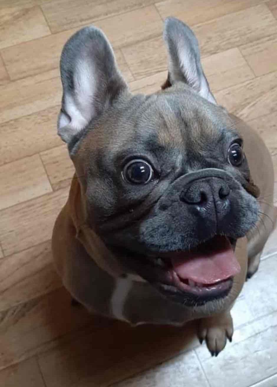 $1500 breeder image 20