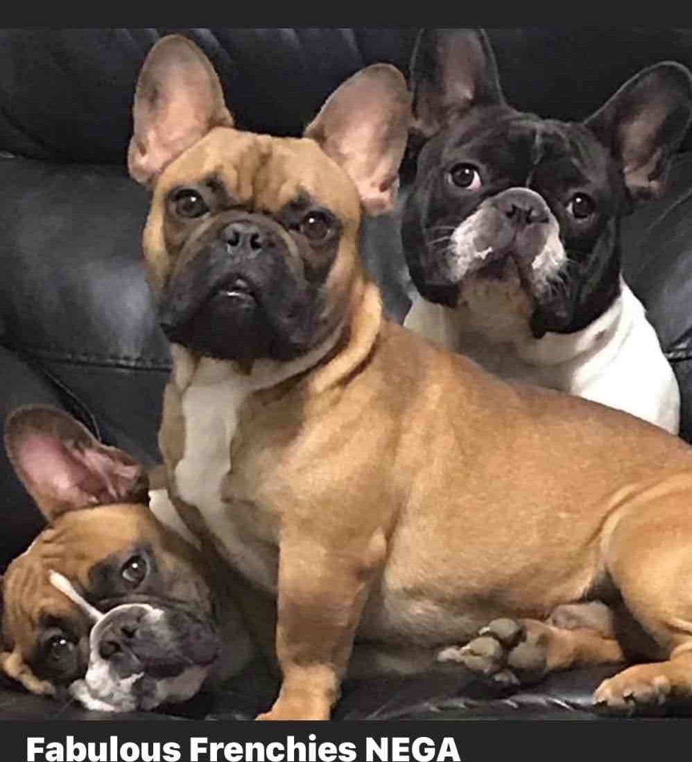 $1500 breeder image 21