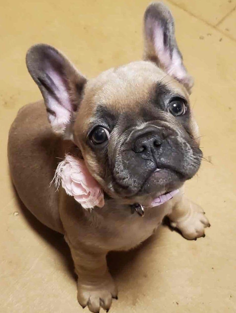 $1500 breeder image 22