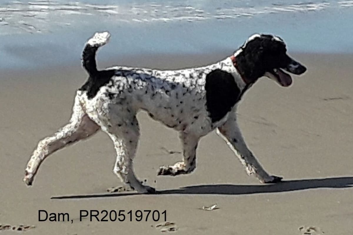 Standard Poodle Puppies breeder image 1