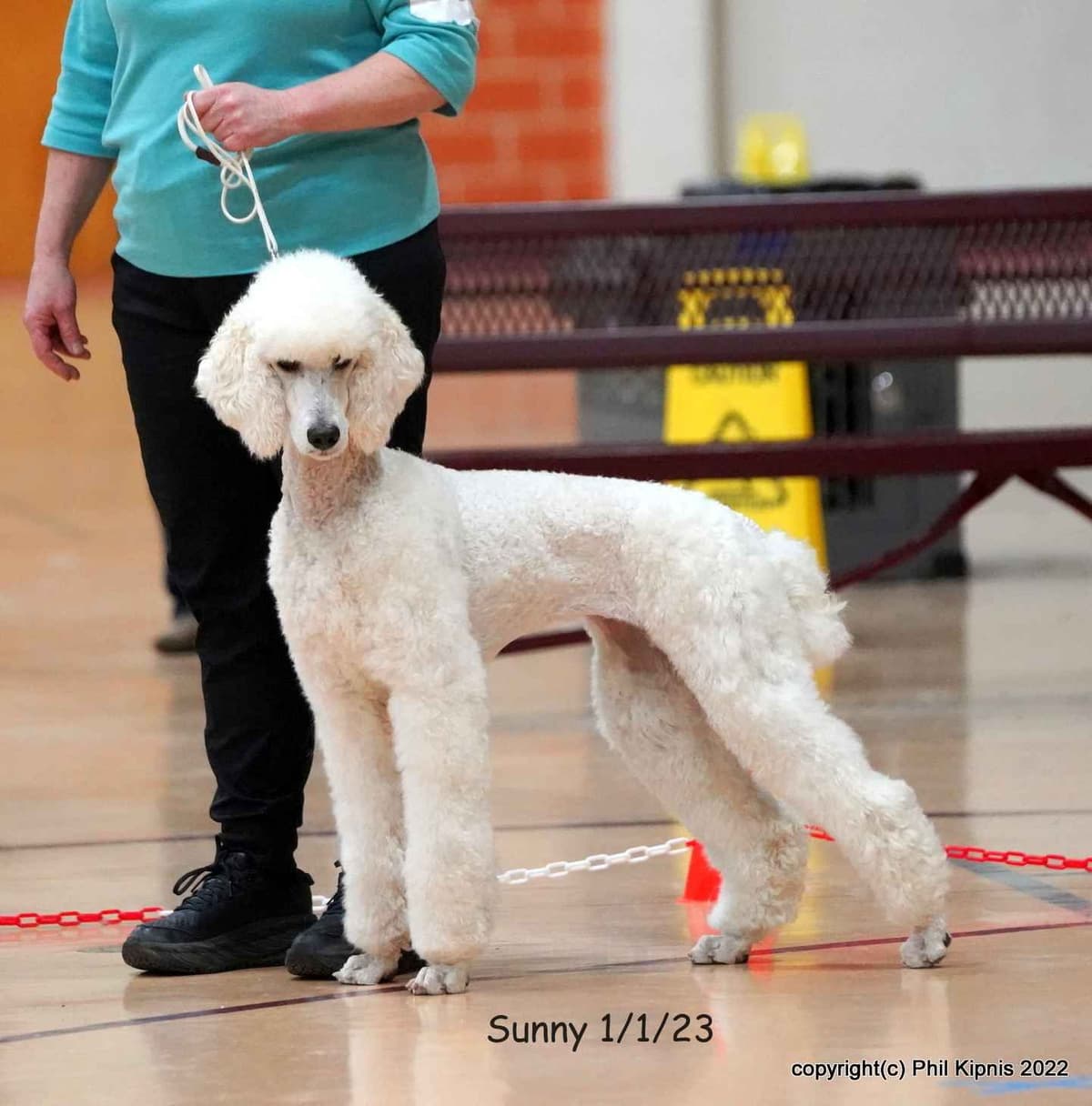 Standard Poodle Puppies breeder image 2