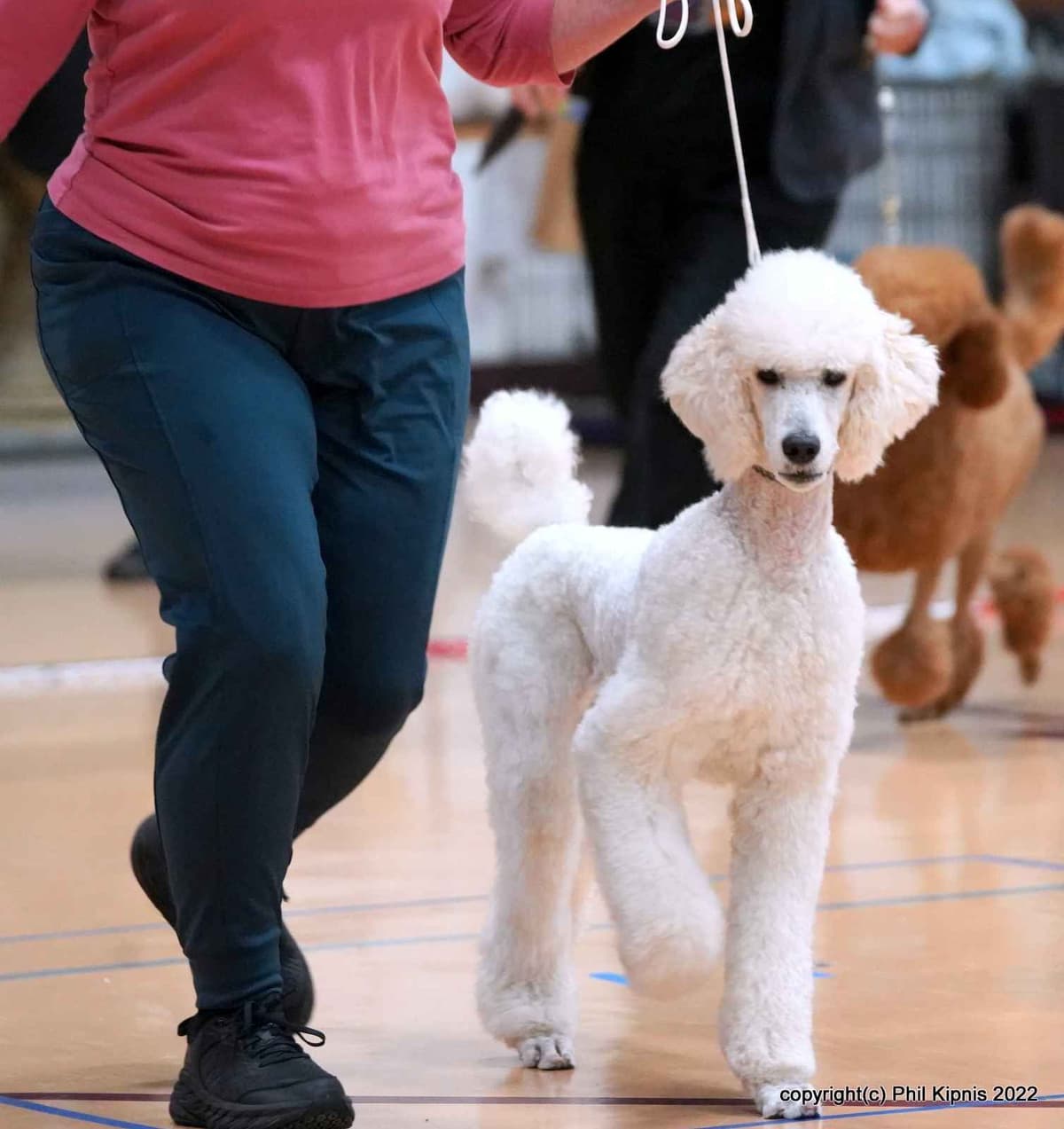 Standard Poodle Puppies breeder image 3