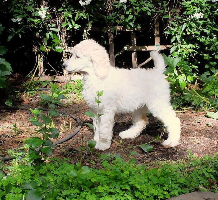 Standard Poodle Puppies breeder image 4