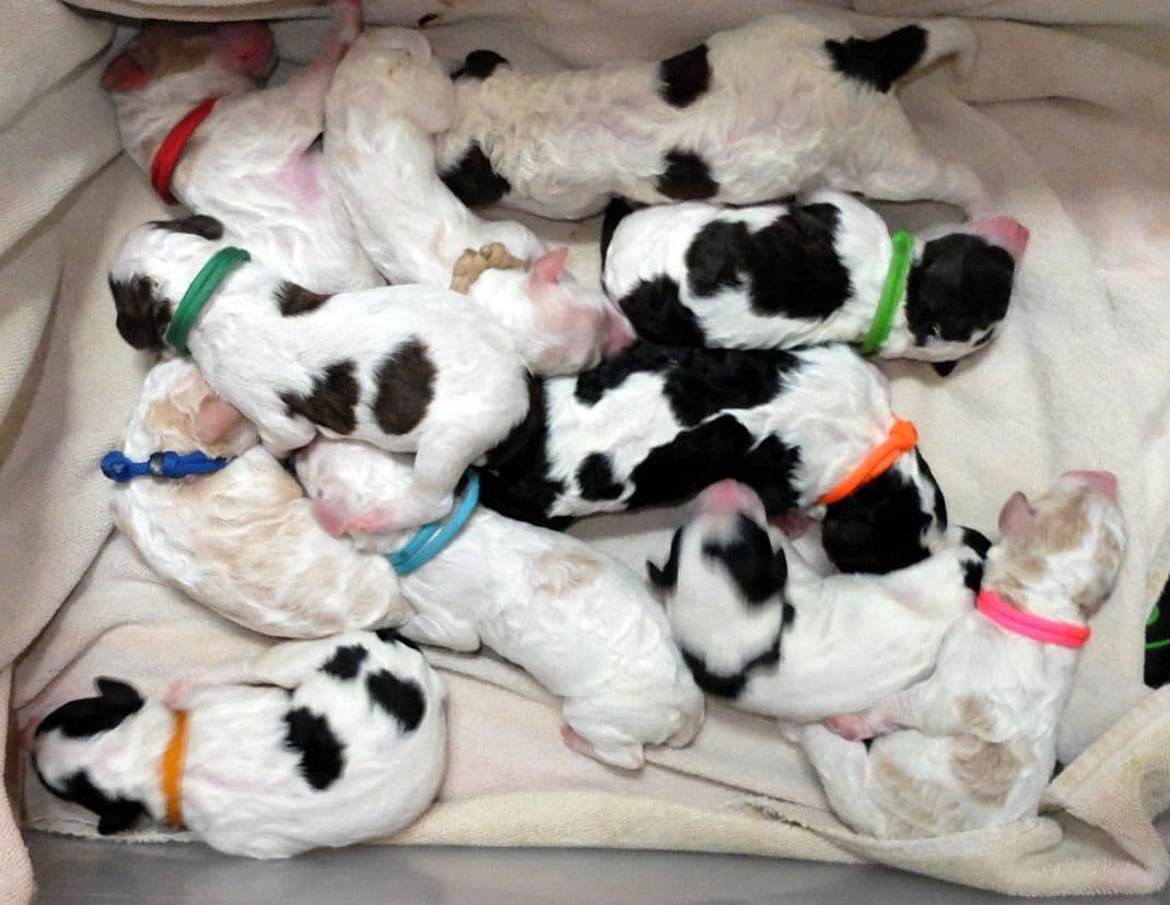 Standard Poodle Puppies breeder image 5