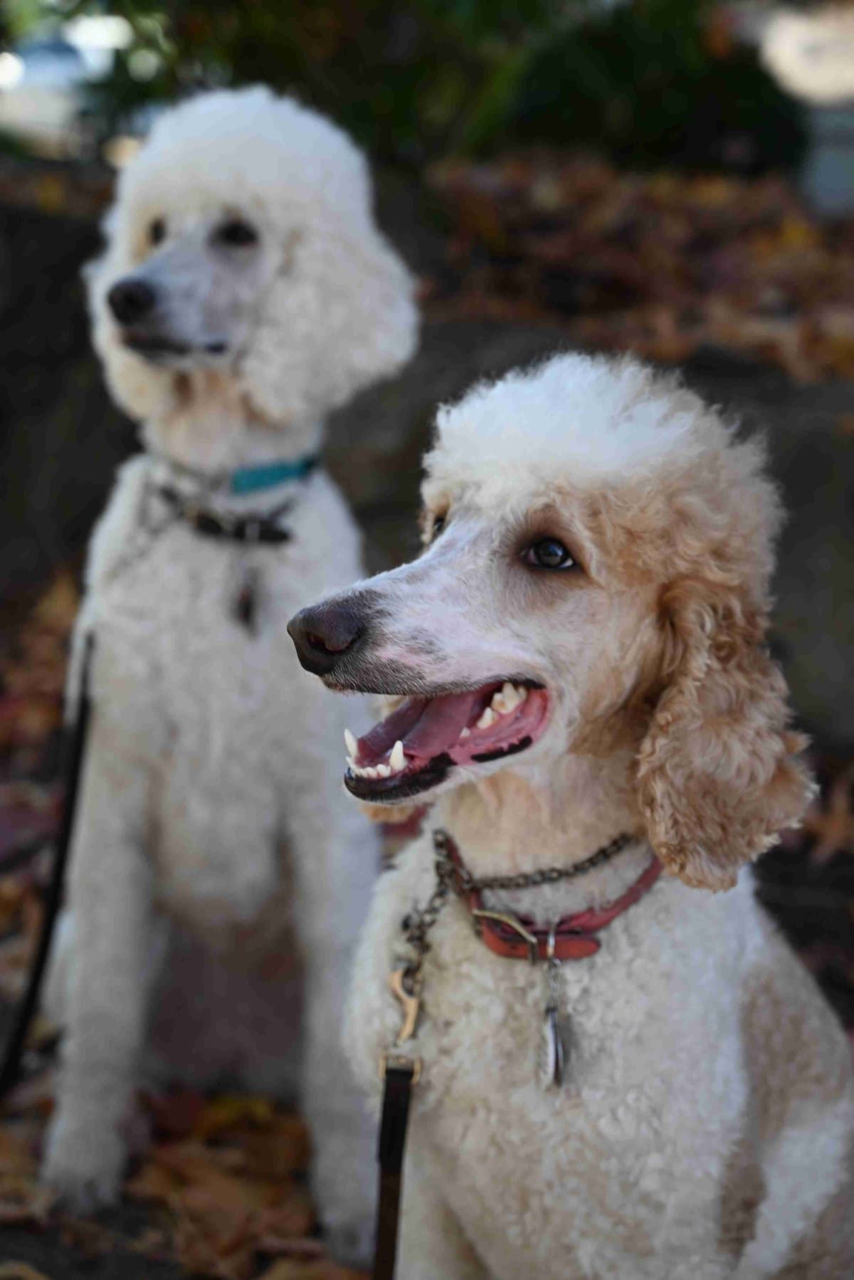 Standard Poodle Puppies breeder image 8