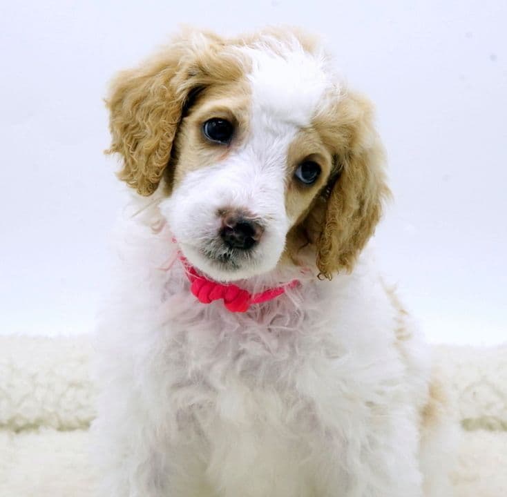 Standard Poodle Puppies breeder image 9