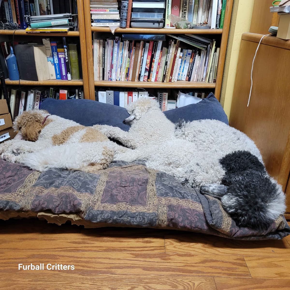 Standard Poodle Puppies breeder image 10