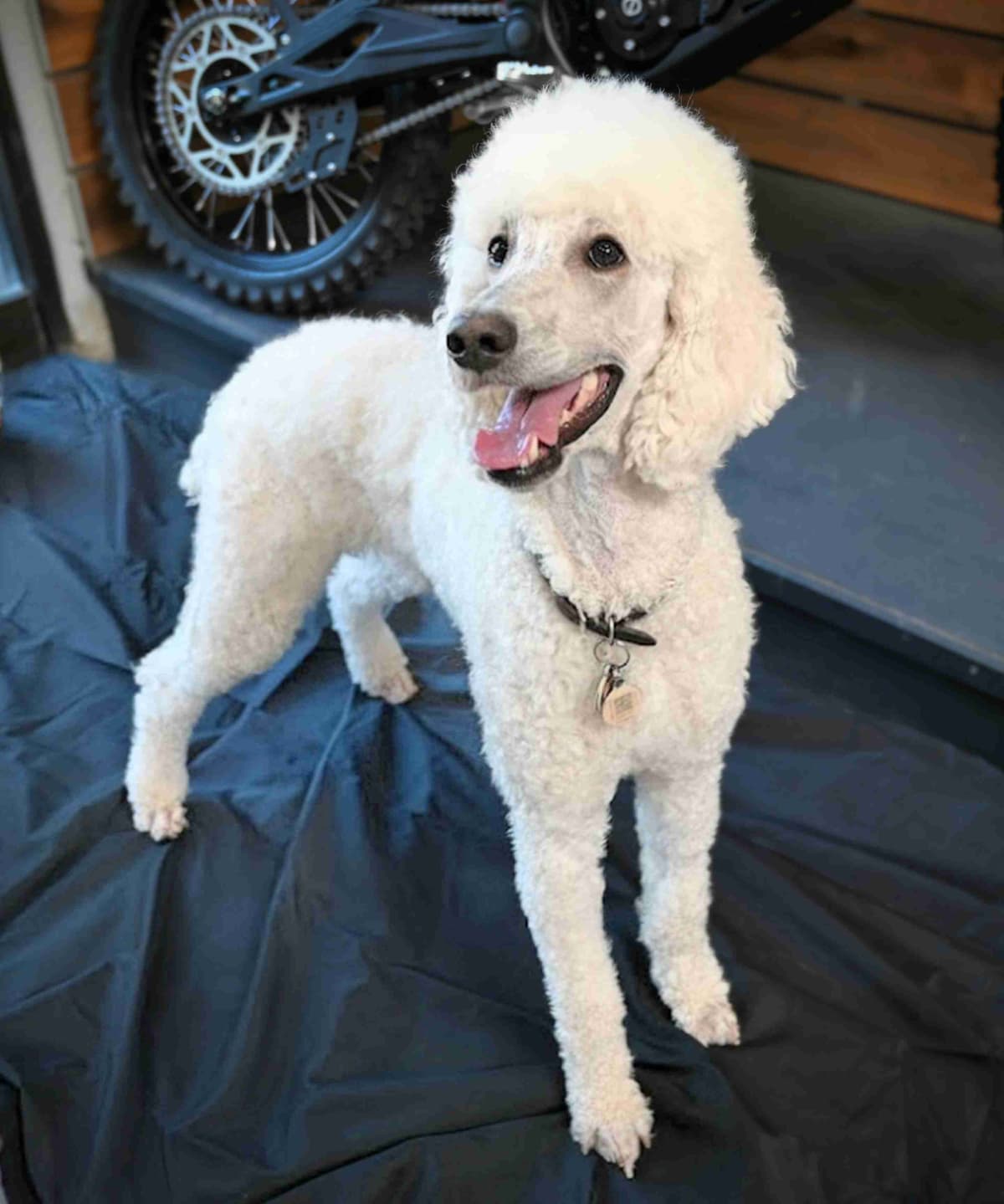 Standard Poodle Puppies breeder image 11