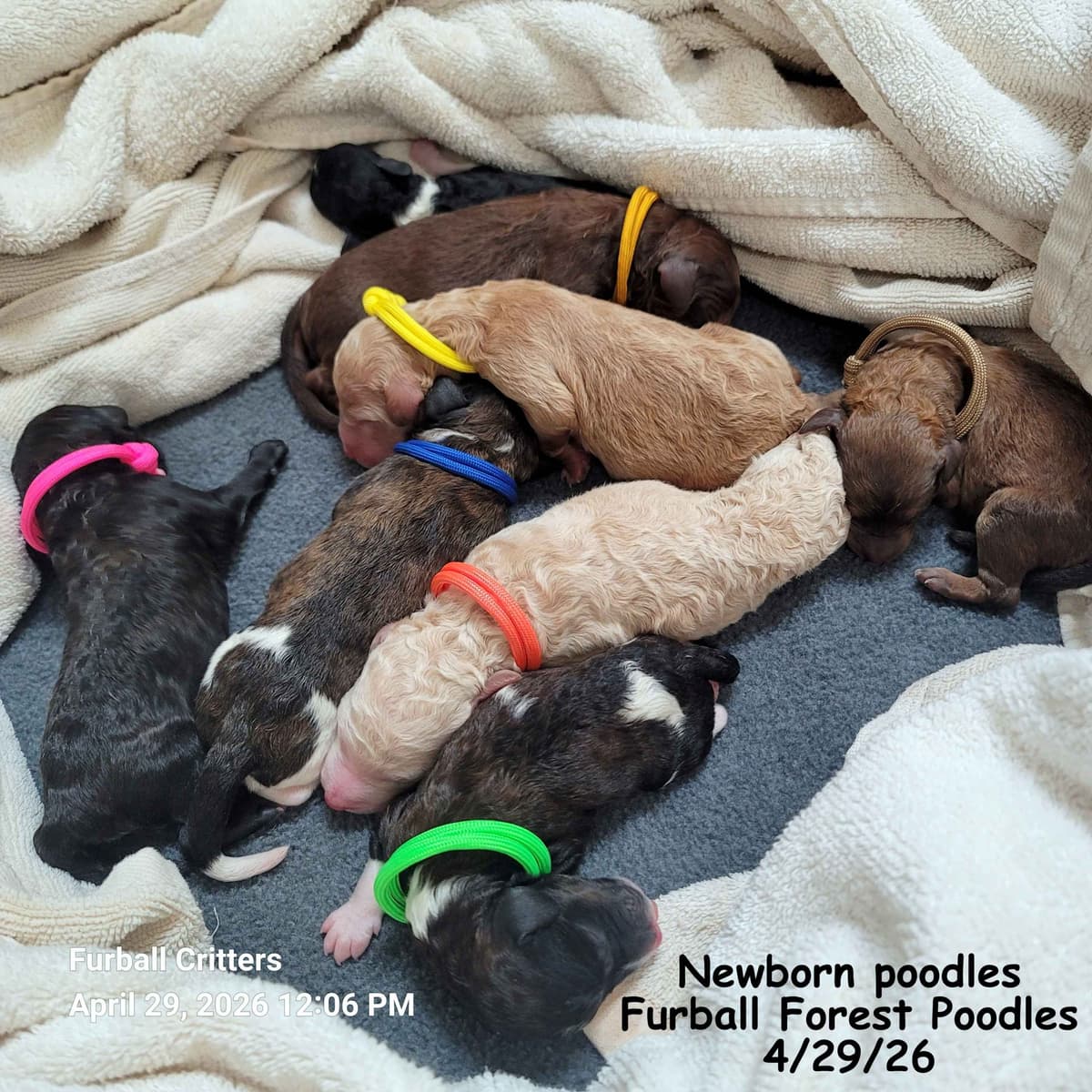 Standard Poodle Puppies breeder image 12