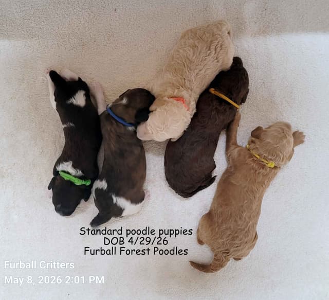 Standard Poodle Puppies media 2