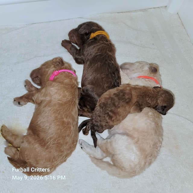 Standard Poodle Puppies media 3