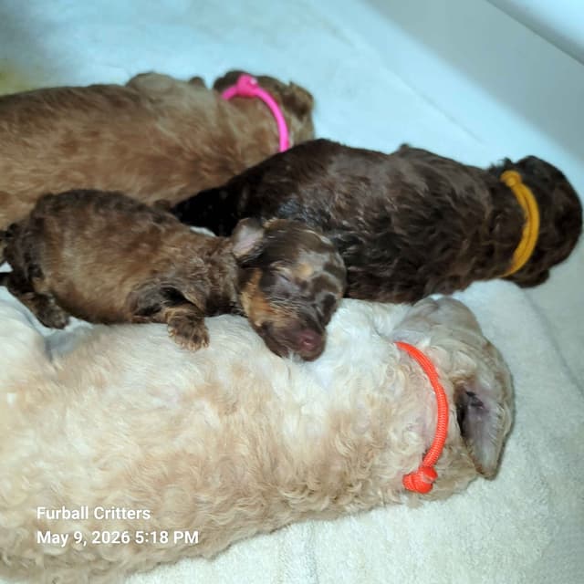 Standard Poodle Puppies media 4
