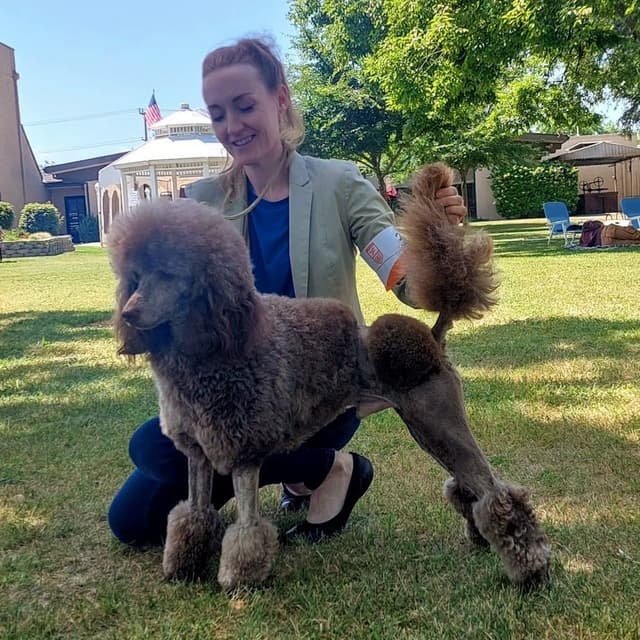 Standard Poodle Puppies media 5