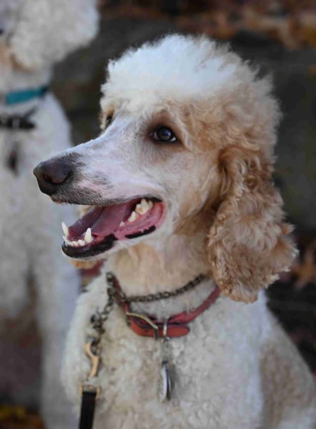 Standard Poodle Puppies media 6