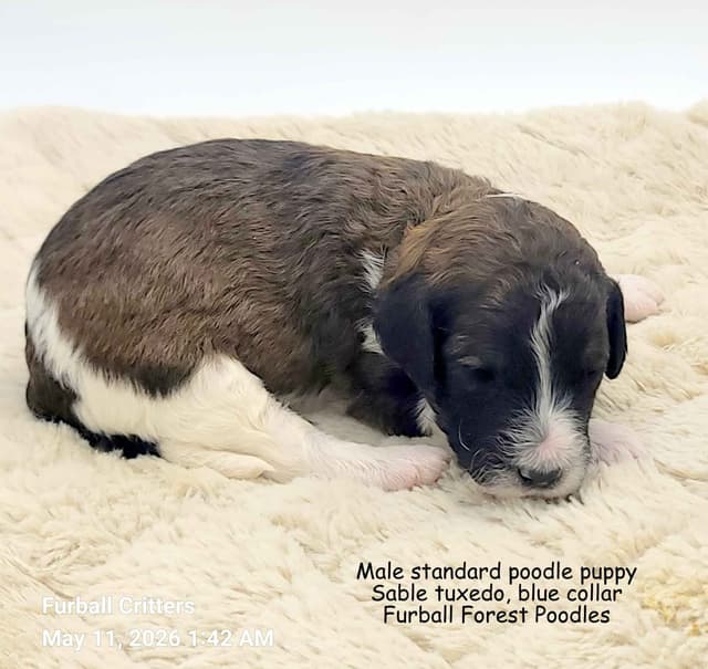 Standard Poodle Puppies media 7