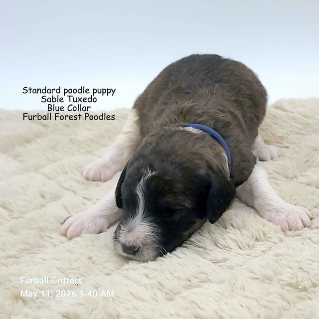 Standard Poodle Puppies media 8