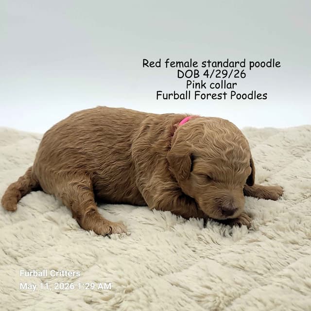 Standard Poodle Puppies media 9