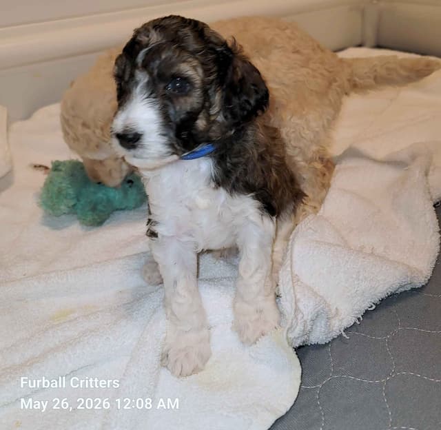 Standard Poodle Puppies media 10