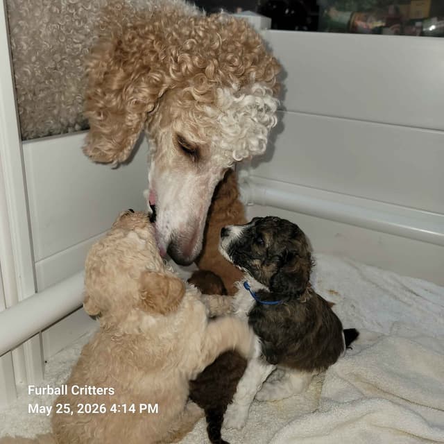 Standard Poodle Puppies media 11