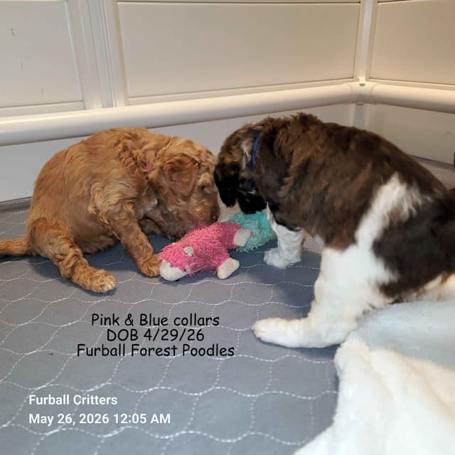 Standard Poodle Puppies media 12