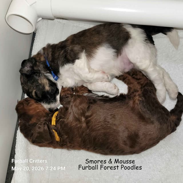 Standard Poodle Puppies media 13