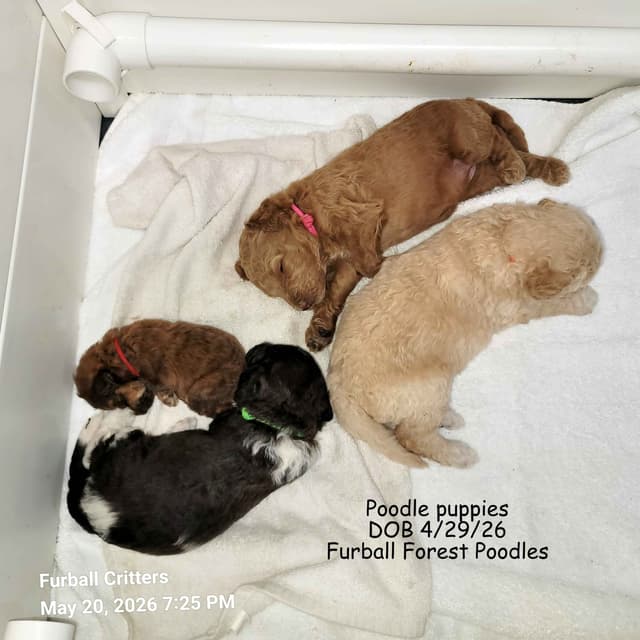 Standard Poodle Puppies media 14