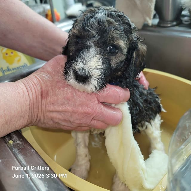 Standard Poodle Puppies media 15