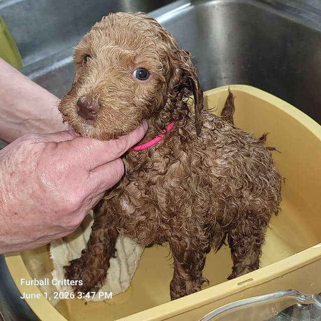 Standard Poodle Puppies media 16