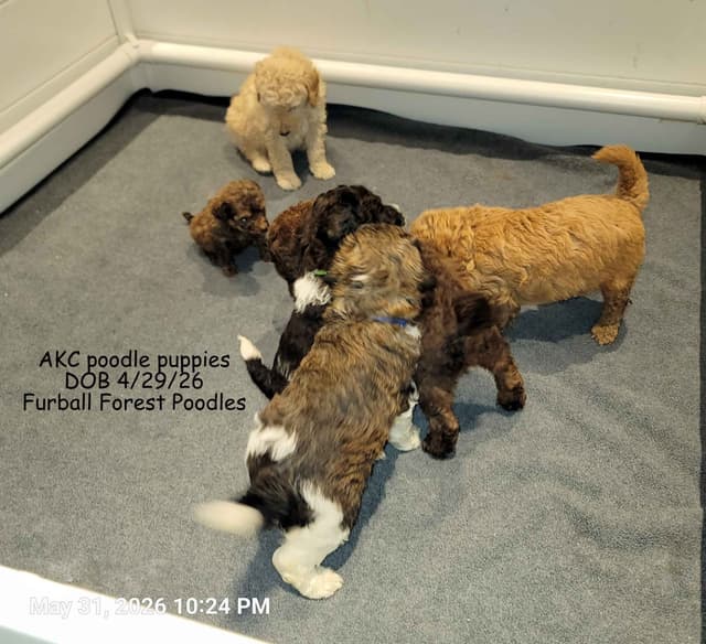 Standard Poodle Puppies media 17