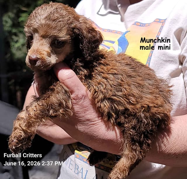 Standard Poodle Puppies media 18
