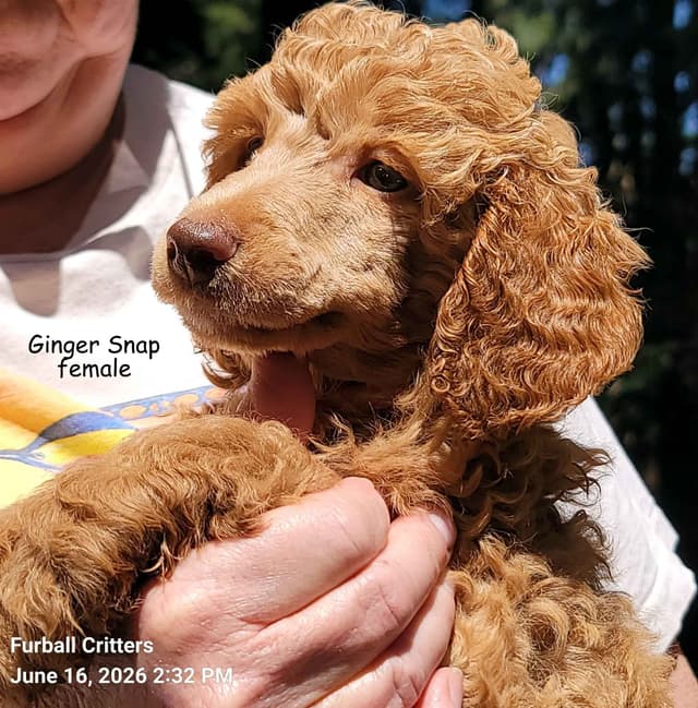 Standard Poodle Puppies media 19